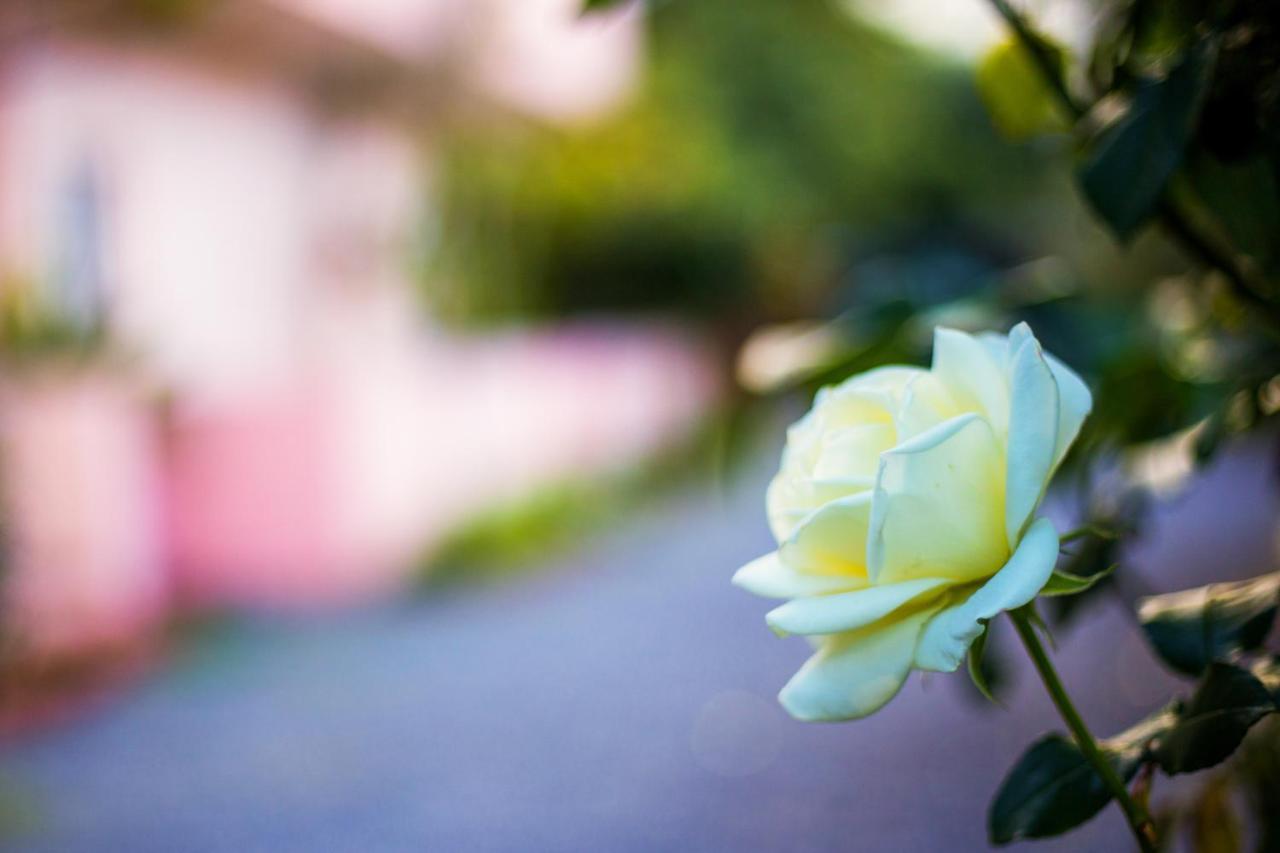 Aphrodite Studios & Apartment Bali  エクステリア 写真